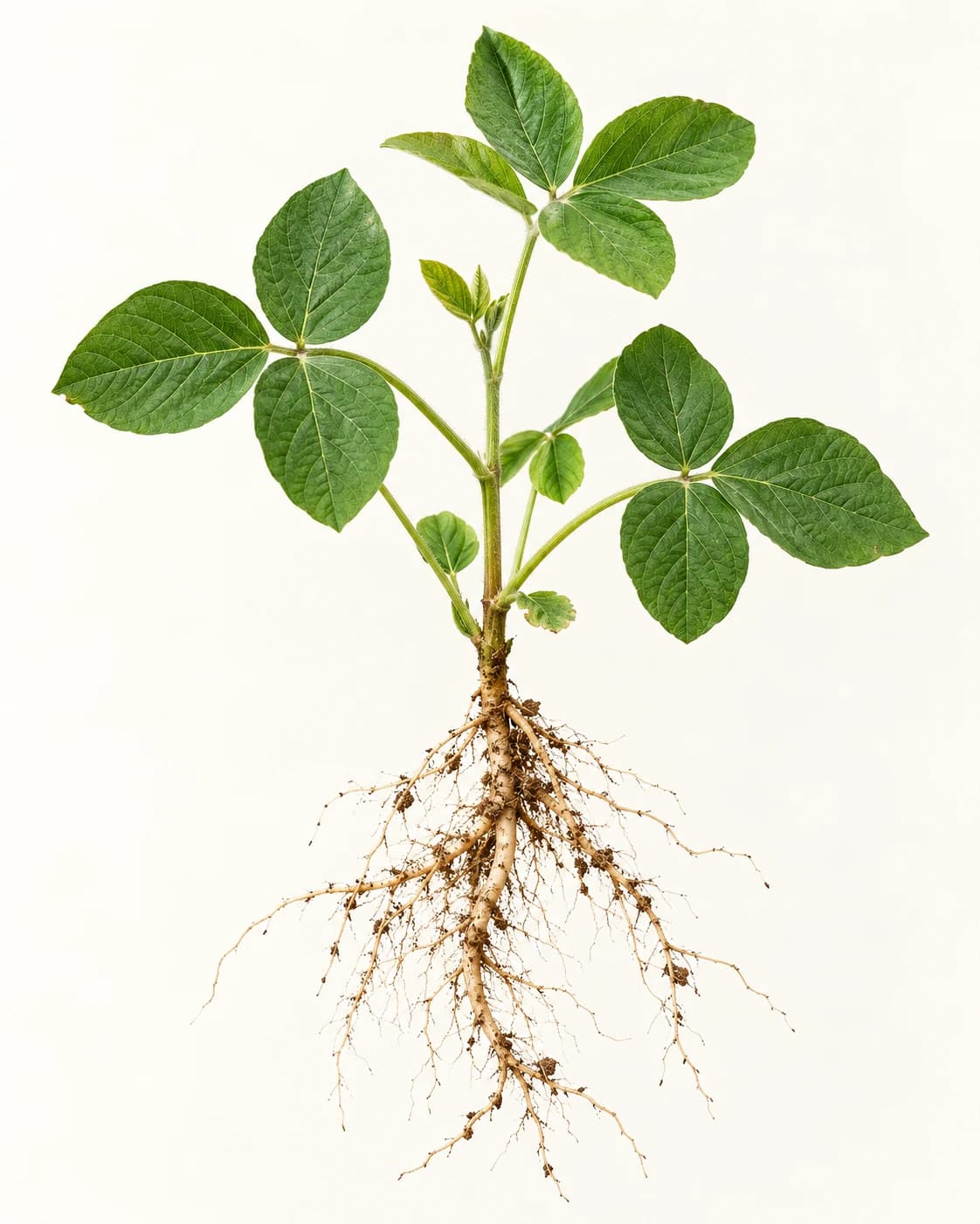 Illustrative soybean plant with green leaves and branching roots.